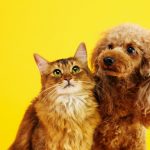 Attention : Ces produits antiparasitaires pour chats pourraient mettre leur vie en danger !