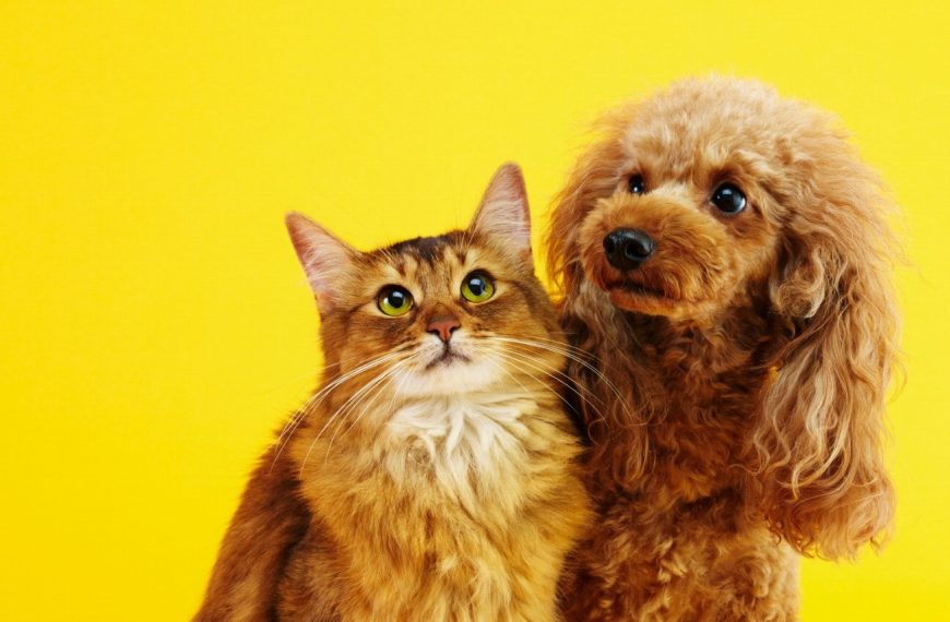 Attention : Ces produits antiparasitaires pour chats pourraient mettre leur vie en danger !