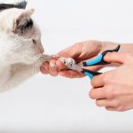 Attention : ces produits d&rsquo;hygiène naturels pour chats peuvent mettre leur vie en danger !