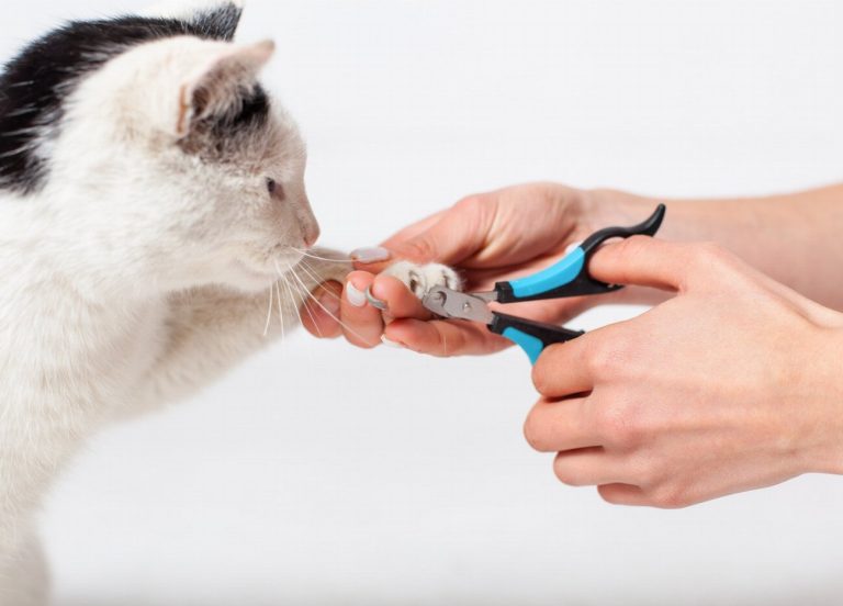 Attention : ces produits d’hygiène naturels pour chats…