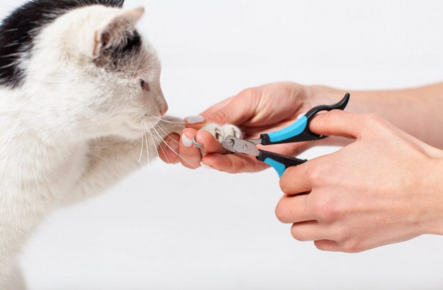 Attention : ces produits d’hygiène naturels pour chats peuvent mettre leur vie en danger !