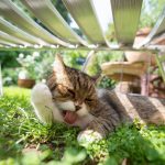 Attention, ces produits de jardinage mettent la vie de votre chat en danger ! Découvrez les risques auxquels il est exposé