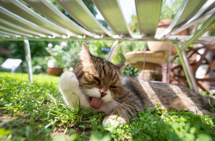 Attention, ces produits de jardinage mettent la vie de votre chat en danger ! Découvrez les risques auxquels il est exposé