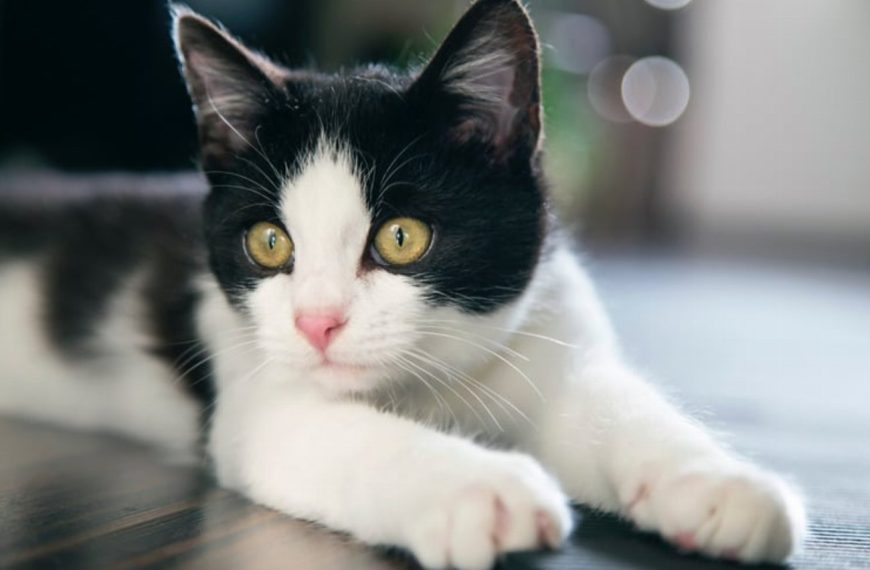 Attention ! Ces produits de nettoyage naturels pourraient mettre la vie de votre chat en danger