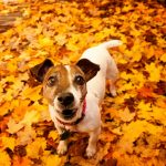 Attention ! Découvrez 5 astuces indispensables pour gérer les problèmes de territorialité chez votre animal de compagnie !