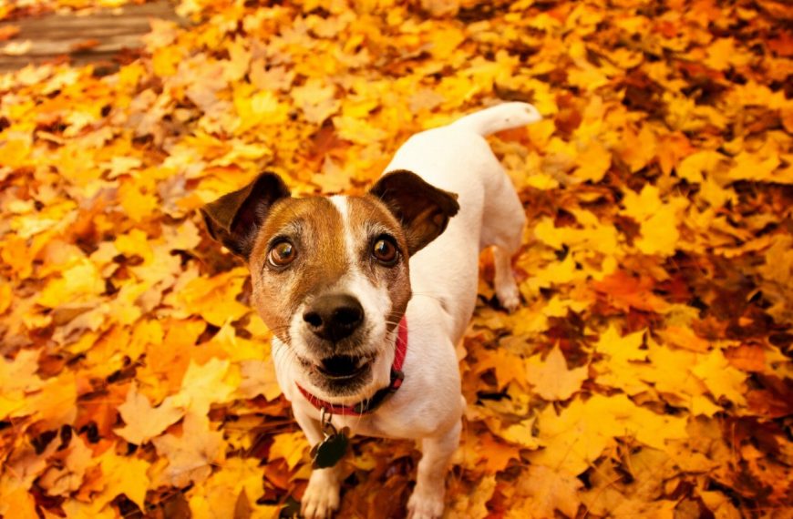 Attention ! Découvrez 5 astuces indispensables pour gérer les problèmes de territorialité chez votre animal de compagnie !