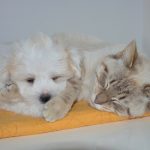 Attention ! Découvrez comment protéger votre chat de la chaleur estivale, sinon