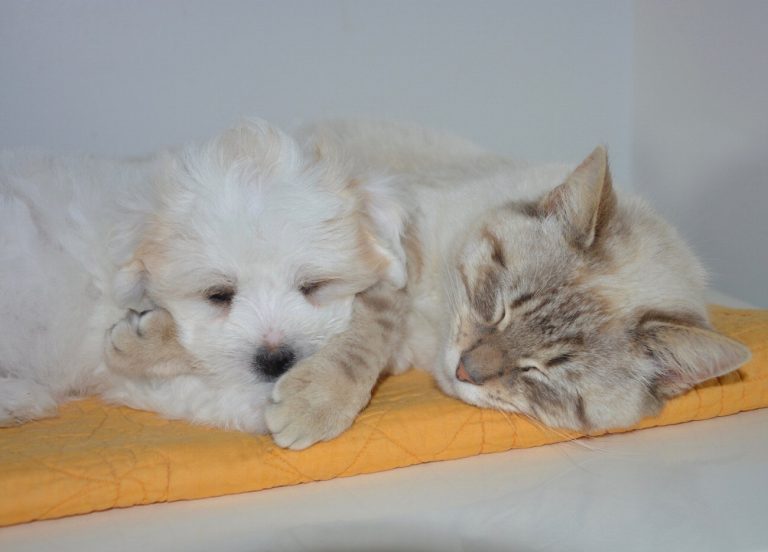 Attention ! Découvrez comment protéger votre chat de…