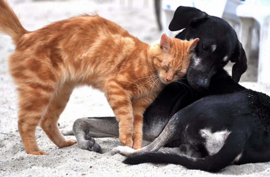 Attention ! Découvrez les signes alarmants de la maladie parodontale chez votre chien – Ne les ignorez pas !