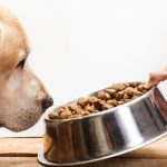 Attention : Découvrez les signes choquants de l&rsquo;anémie chez votre chien ! Ne les ignorez pas !