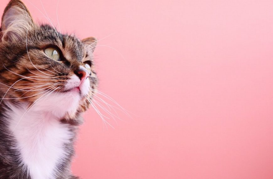 Attention ! Découvrez pourquoi les produits de nettoyage peuvent être mortels pour vos chats