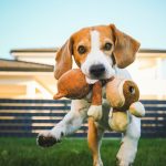 Attention : le choix du jouet parfait pour votre chien peut changer sa vie !