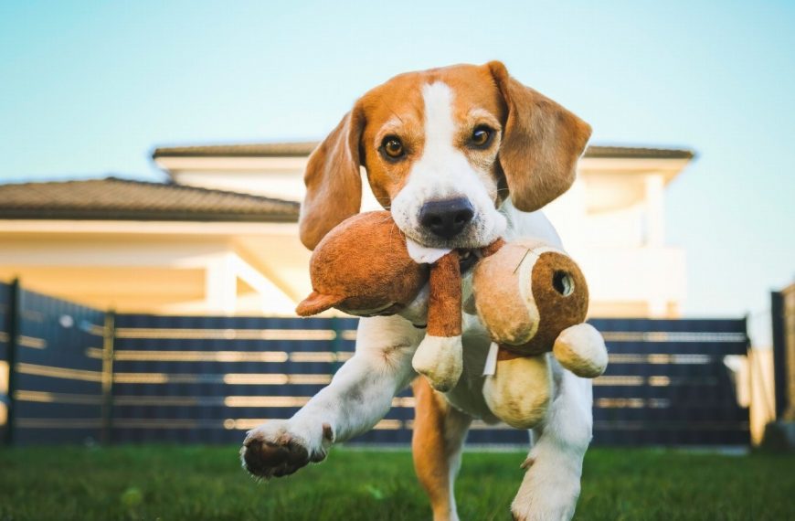 Attention : le choix du jouet parfait pour votre chien peut changer sa vie !