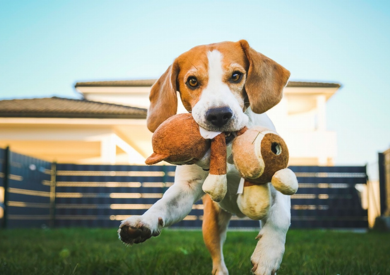 Attention : le choix du jouet parfait pour votre chien…