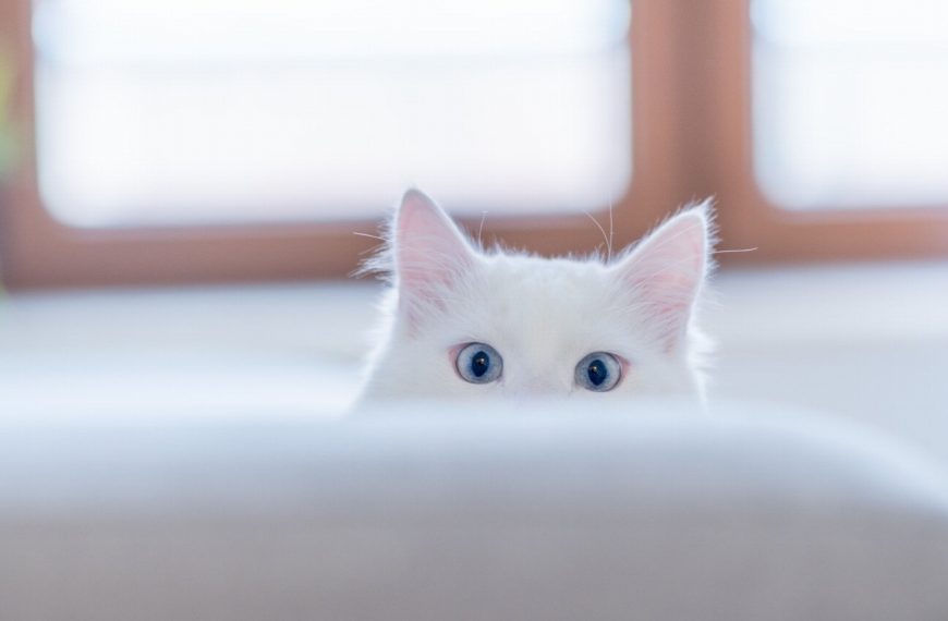 Attention ! Les fils électriques : un piège mortel pour nos adorables chats !