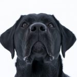 Attention ! Les problèmes oculaires chez le chien peuvent conduire à la cécité ! Découvrez comment prévenir ces affections pour protéger la vision de votre toutou !