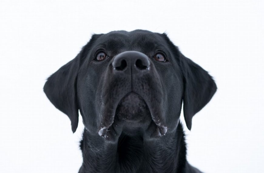 Attention ! Les problèmes oculaires chez le chien peuvent conduire à la cécité ! Découvrez comment prévenir ces affections pour protéger la vision de votre toutou !