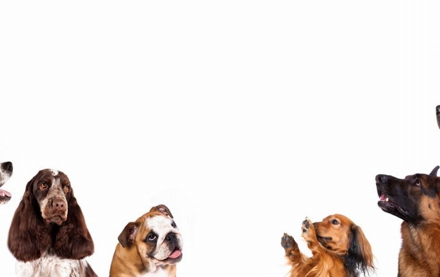 Attention : les signes d’intoxication alimentaire chez le chien que vous ne pouvez pas ignorer !