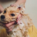 Attention, votre chien est-il infesté ? Découvrez l&rsquo;importance cruciale de la prévention des parasites externes !