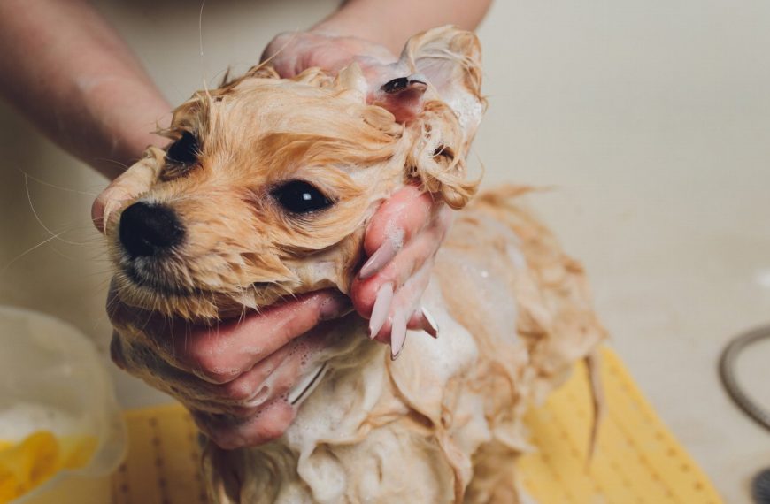 Attention, votre chien est-il infesté ? Découvrez l&rsquo;importance cruciale de la prévention des parasites externes !