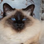 Balinais : guide race de chat