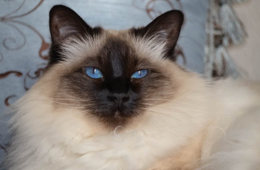 Balinais : guide race de chat