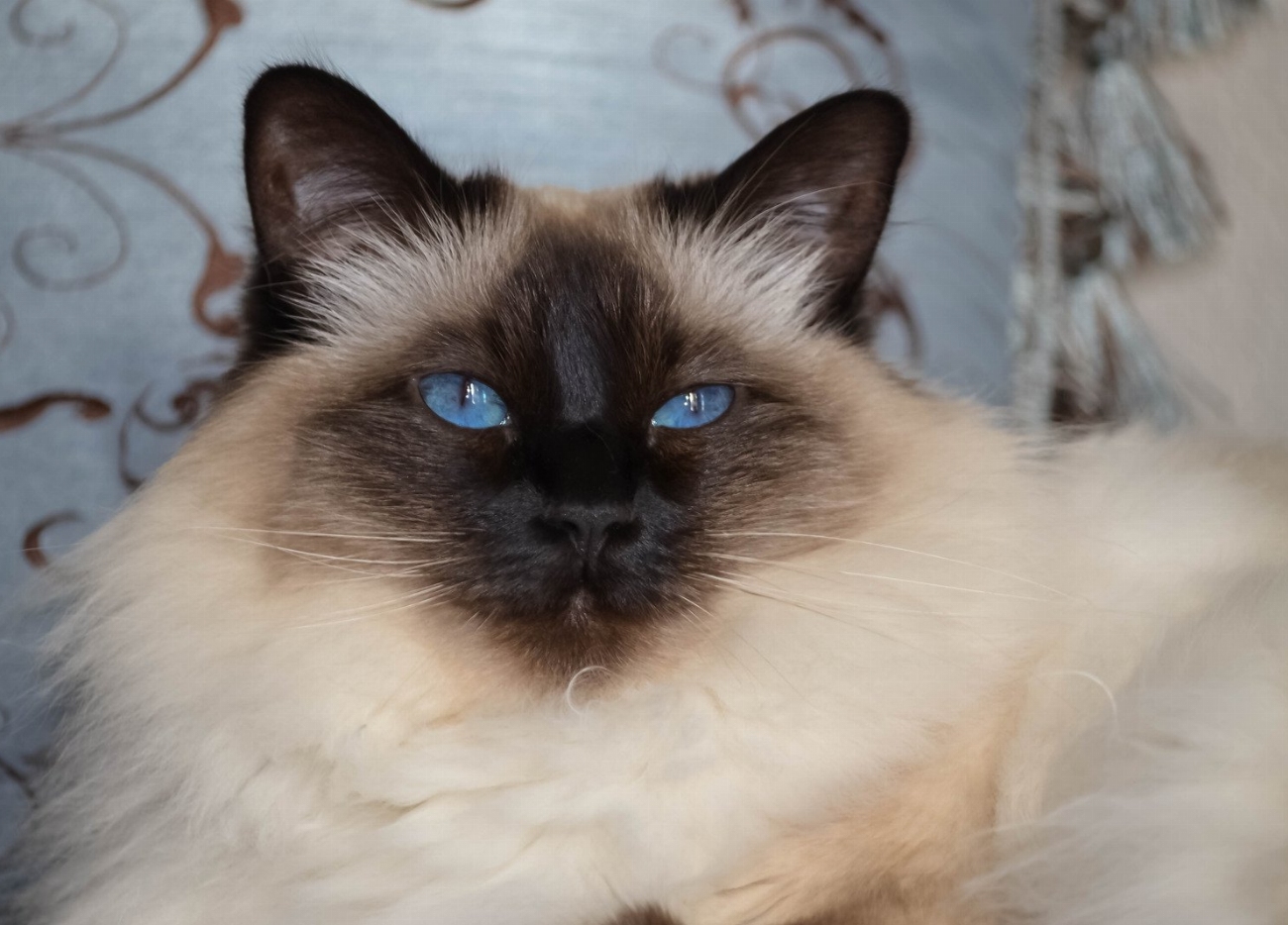Balinais : guide race de chat