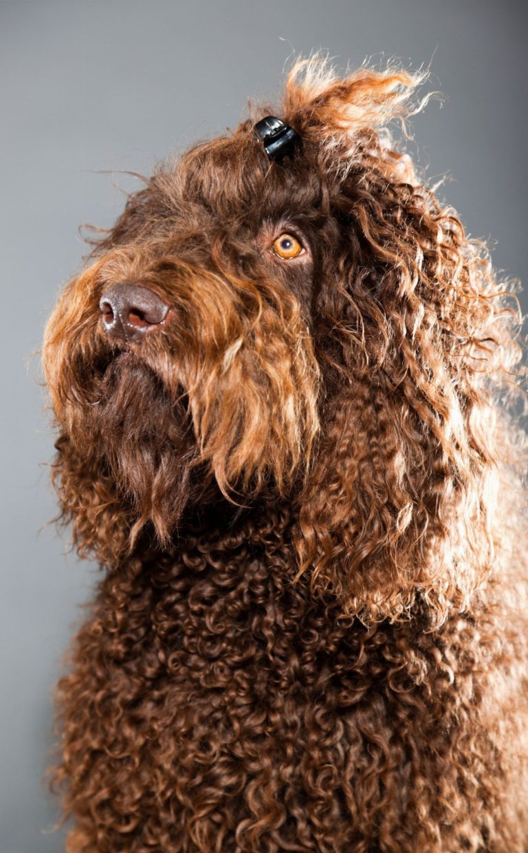 Barbet : guide race de chien