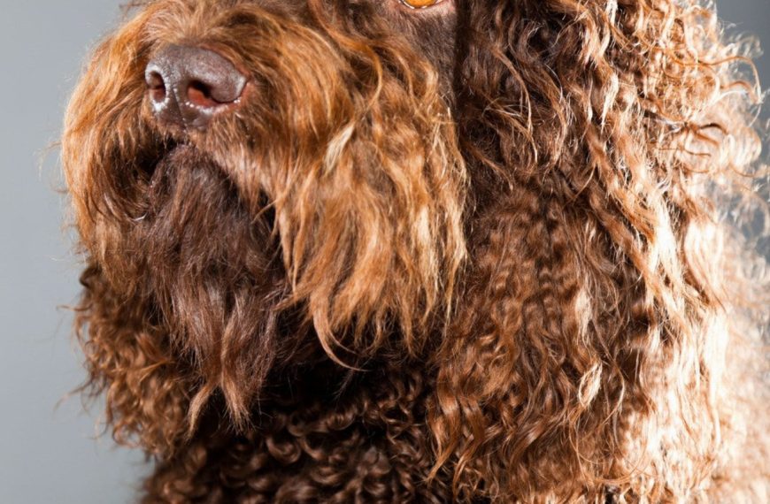 Barbet : guide race de chien