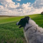 Barzoï : guide race de chien