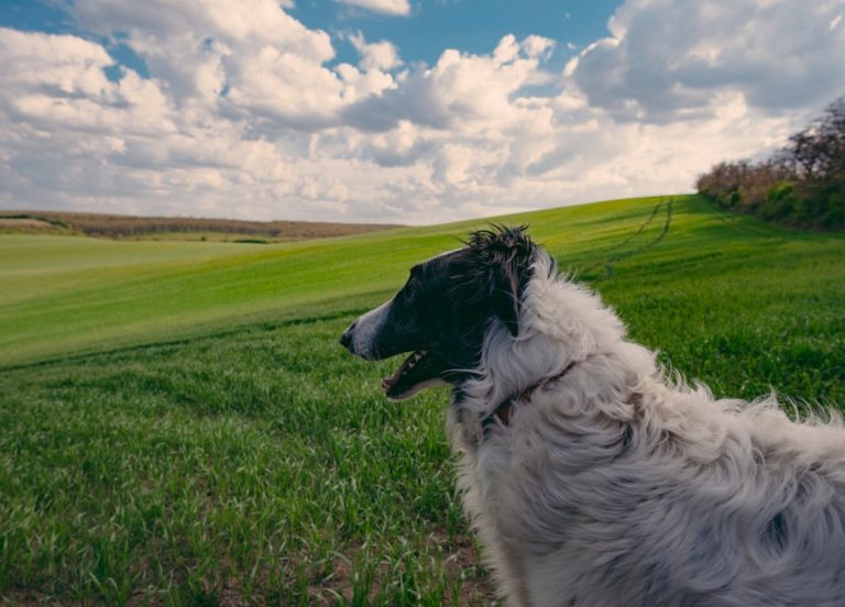 Barzoï : guide race de chien