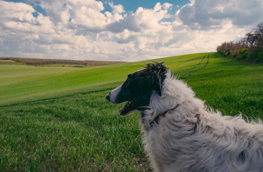 Barzoï : guide race de chien