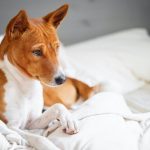 Basenji : guide race de chien