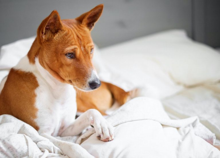 Basenji : guide race de chien