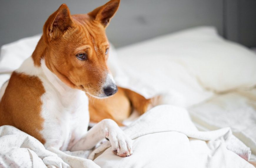 Basenji : guide race de chien