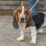Basset Artésien-Normand : guide race de chien