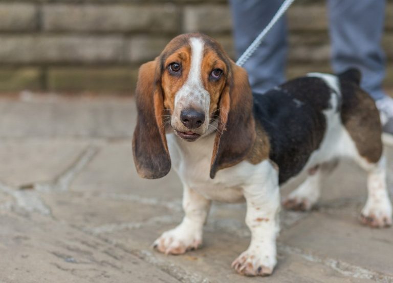 Basset Artésien-Normand : guide race de chien