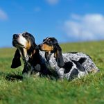 Basset Bleu de Gascogne : guide race de chien