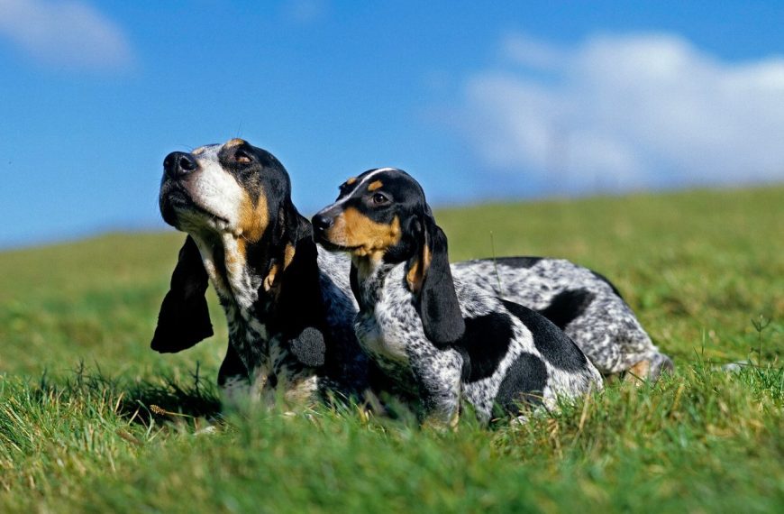 Basset Bleu de Gascogne : guide race de chien