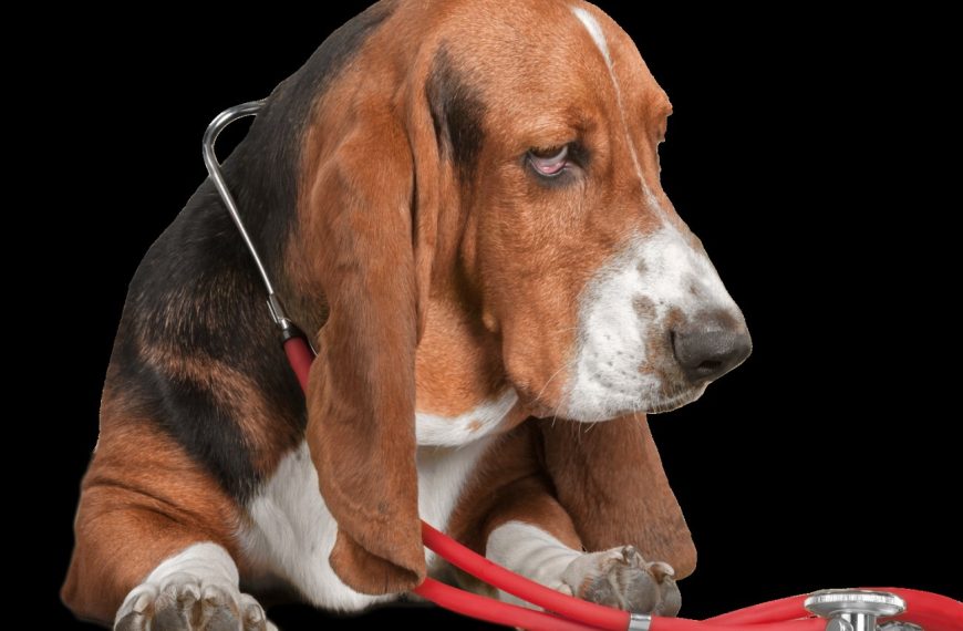 Basset des Alpes : guide race de chien