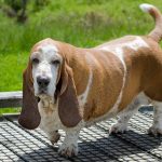 Basset Fauve de Bretagne : guide race de chien