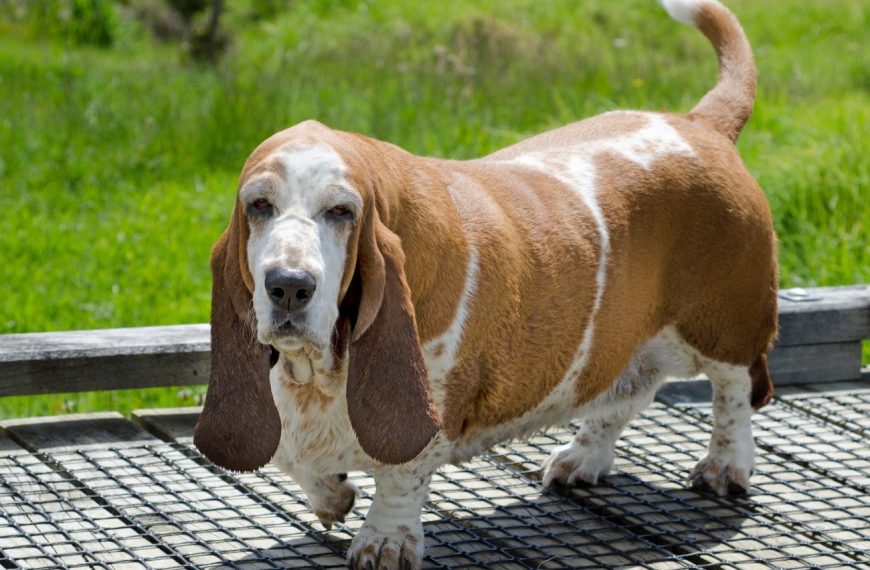 Basset Fauve de Bretagne : guide race de chien