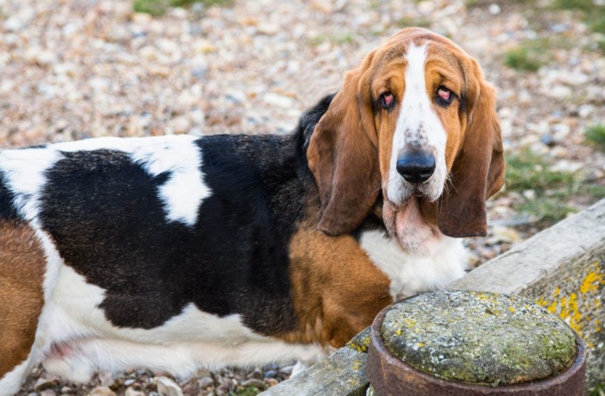 Basset Hound : guide race de chien