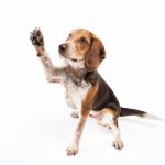 Beagle : guide race de chien