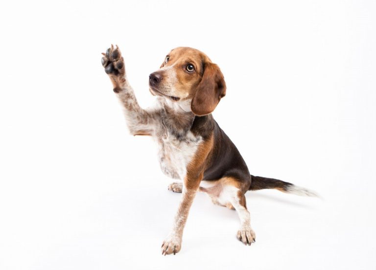 Beagle : guide race de chien