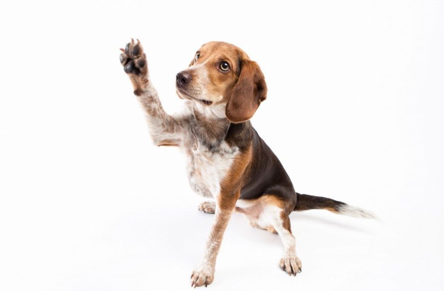 Beagle : guide race de chien
