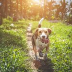 Beagle-Harrier : guide race de chien