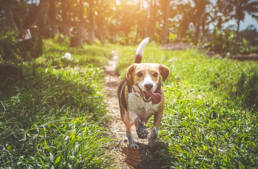 Beagle-Harrier : guide race de chien