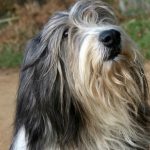 Bearded Collie : guide race de chien