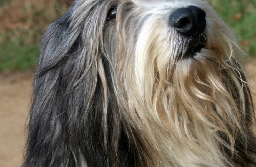 Bearded Collie : guide race de chien